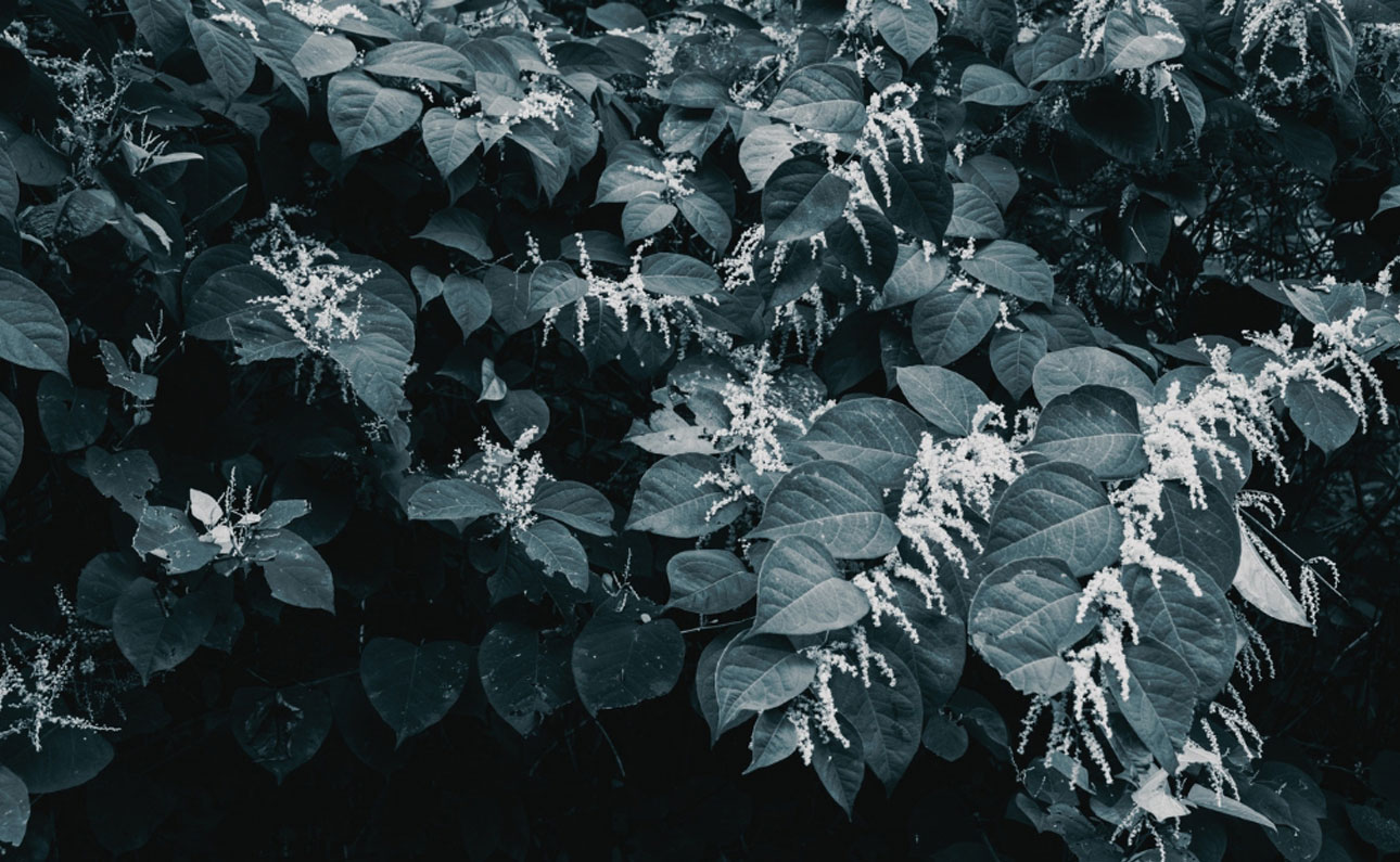 A guide to Japanese knotweed (JKW)